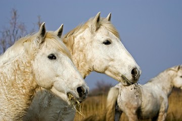 Fototapeta na wymiar Camargue Horse, Herd standing in Swamp, Saintes Marie de la Mer in South East of France