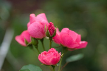 Fototapeta premium 薔薇