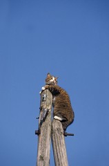 Brown Tabby and White Domestic Cat, Adult standing on Electric Post