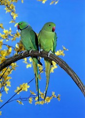 Rose-Ringed Parakeet, psittacula krameri, Pair standing on Branch, against Blue Sky