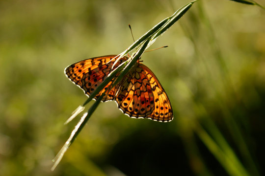 Pearl-bordered fritillary (Boloria selene). Butterfly on the plant.