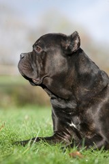 Cane Corso, a Dog Breed from Italy, Adult laying on Grass