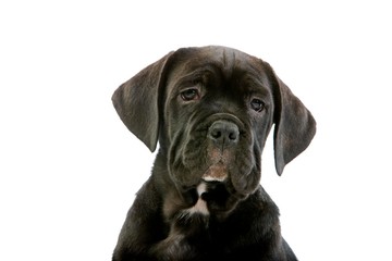 Cane Corso, a Dog Breed from Italy, Portrait of Pup against White Background
