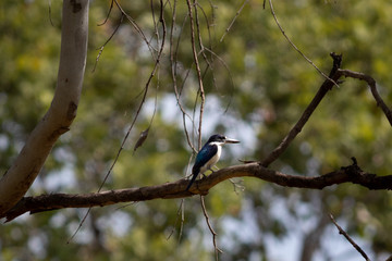 King fisher on a tree branch. Blurry background. Northern Territory NT, Australia