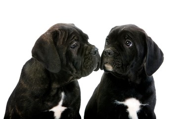 Cane Corso, a Dog Breed from Italy, Portrait of Pup against White Background