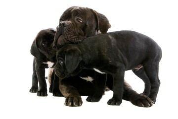 Cane Corso, a Dog Breed from Italy, Female with Pup laying against White Background