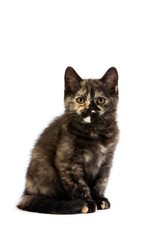 Black Tortoise-Shell British Shorthair Domestic Cat, 2 months old Kitten sitting against White Background