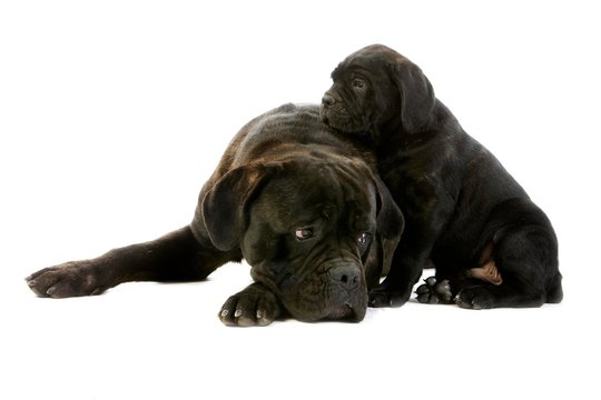 Cane Corso, a Dog Breed from Italy, Female with Pup laying against White Background