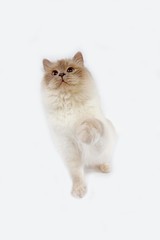 Lilac Birmanese Domestic Cat, Adult sitting against White Background