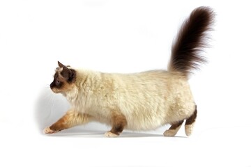 Chocolate Birmanese Domestic Cat, Adult walking against White Background