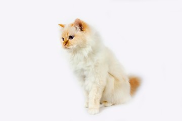 Red Birmanese Domestic Cat, Adult sitting against White Background