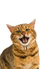 Brown Spotted Tabby Bengal Domestic Cat, Portrait of Adult Snarling against White Background