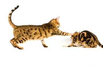 Brown Spotted Tabby and Brown Marbled Tabby Bengal Domestic Cat, Adults Fighting against White Background