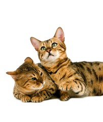 Brown Spotted Tabby Bengal Domestic Cat, Adults laying against White Background