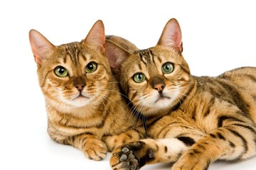 Brown Spotted Tabby Bengal Domestic Cat, Adults laying against White Background