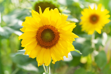 Beautiful blooming sunflower. Bright yellow petals green leaves plant sunny day summer landscape.
