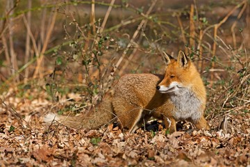 Red Fox, vulpes vulpes, Male standing on Dry Leaves, Normandy