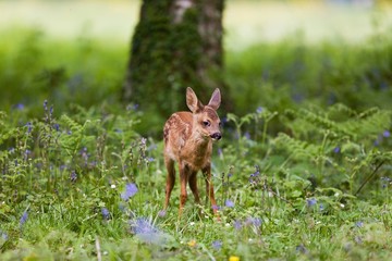 Roe Deer, capreolus capreolus, Fawn standing in Flowers, Normandy