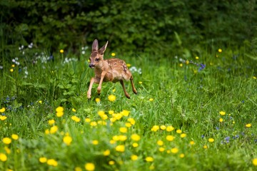 Roe Deer, capreolus capreolus, Fawn standing in Yellow Flowers, Normandy © slowmotiongli