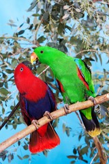 Eclectus Parrot, eclectus roratus, Male with Female standing on Branch