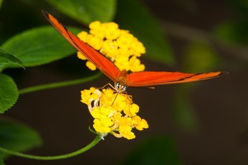 Julia Butterfly, dryas julia, Adult Gathering Nectar on Yellow Flower