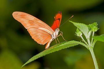 Julia Butterfly, dryas julia, Adult standing on Leaf