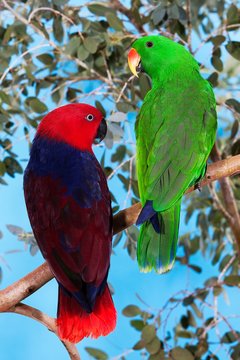 Eclectus Parrot, eclectus roratus, Male with Female standing on Branch