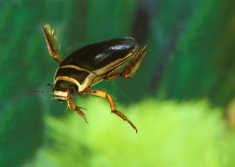 Great Diving Beetle, dytiscus marginalis, Adult standing in a Pond, Normandy