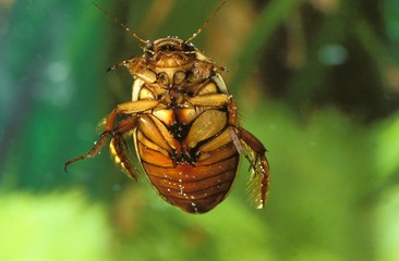 Great Diving Beetle, dytiscus marginalis, Adult standing in a Pond, Normandy