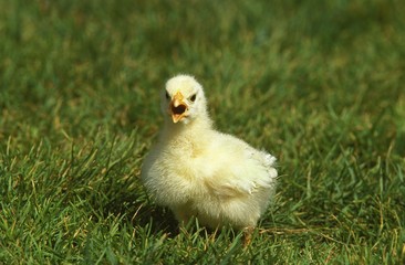 Domestic Chicken, Chick standing on Grass, Calling