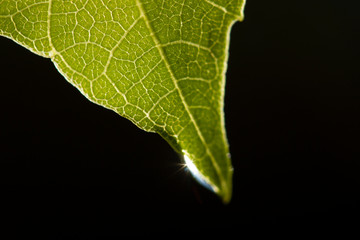 water drop on green leaf