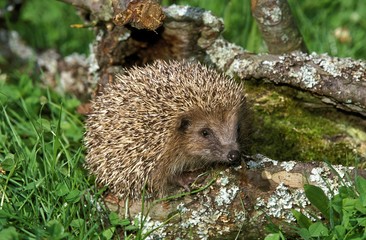 European Hedgehog, erinaceus europaeus, Adult, Normandy © slowmotiongli