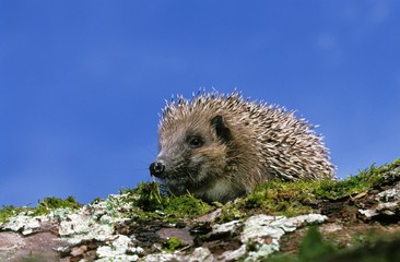 European Hedgehog, erinaceus europaeus, Adult against Blue Sky, Normandy