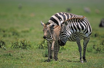 Fototapeta na wymiar Burchell's Zebra, equus burchelli, Mother with Fawl, bubulcus ibis, Kenya
