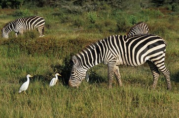 Fototapeta na wymiar Burchell's Zebra, equus burchelli, Adult with Cattle Egret, bubulcus ibis, Kenya