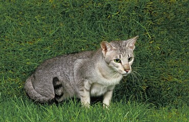 Naklejka na ściany i meble Oriental Domestic Cat, Adult standing on Grass