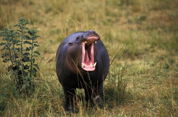 Pygmy Hippopotamus, choeropsis liberiensis, Female Yawning