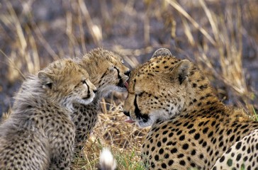 Cheetah, acinonyx jubatus, Cub licking Mother, Kenya