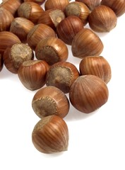 Hazelnuts, corylus avellana, Dry Fruits against White Background