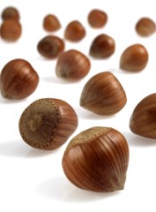 Hazelnuts, corylus avellana, Dry Fruits against White Background