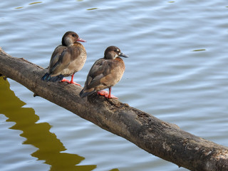 Two small ducks perched on a log that stretches over a lake, basking in the sun. They look in the same direction. The trunk casts a beautiful shadow in the waters moved by the wind. Quiet sunny day.