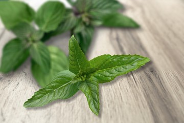 Obraz premium Spearmint.