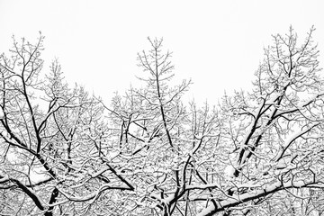 Fluffy snow-covered tree branch after snowfall. Beautiful winter nature park outdoor background.