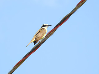 A beautiful great kiskadee (Pitangus sulphuratus) perched on a steel cable on a sunny day. Blue sky.