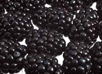 Blackberries, morus sp, Fruits against White Background