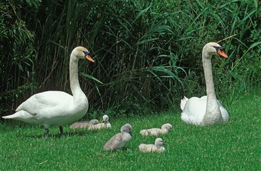 Mute Swan, cygnus olor, Male with Female and Chicks standing on Grass