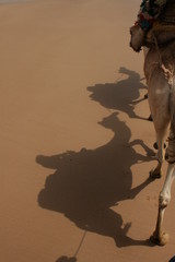 Camel shade on sandy desert