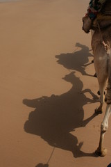 Naklejka premium Camel shade on sandy desert