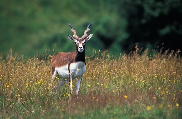 Blackbuck Antilope, antilope cervicapra, Male standing in Long Grass