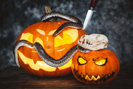 Happy Halloween. Snakes with pumpkins on a table.